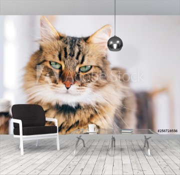 Bild på Cute cat looking angry with green eyes sitting on table Maine coon with funny emotions relaxing indoors Adorable furry friend adoption concept